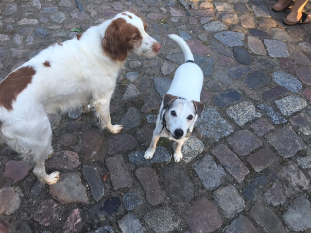 Hunde sind auf dem Heinshof ebenfalls herzlich Willkommen - Mr Darcy freut sich!