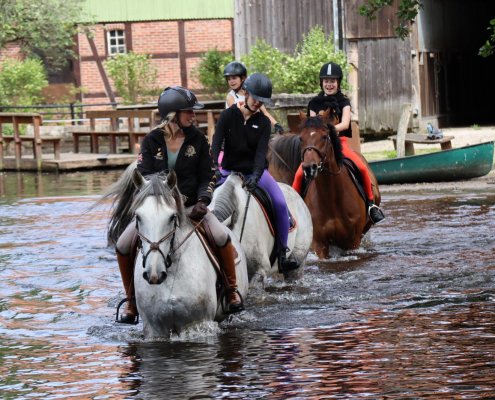 Sport horse dm in water near Heinshof
